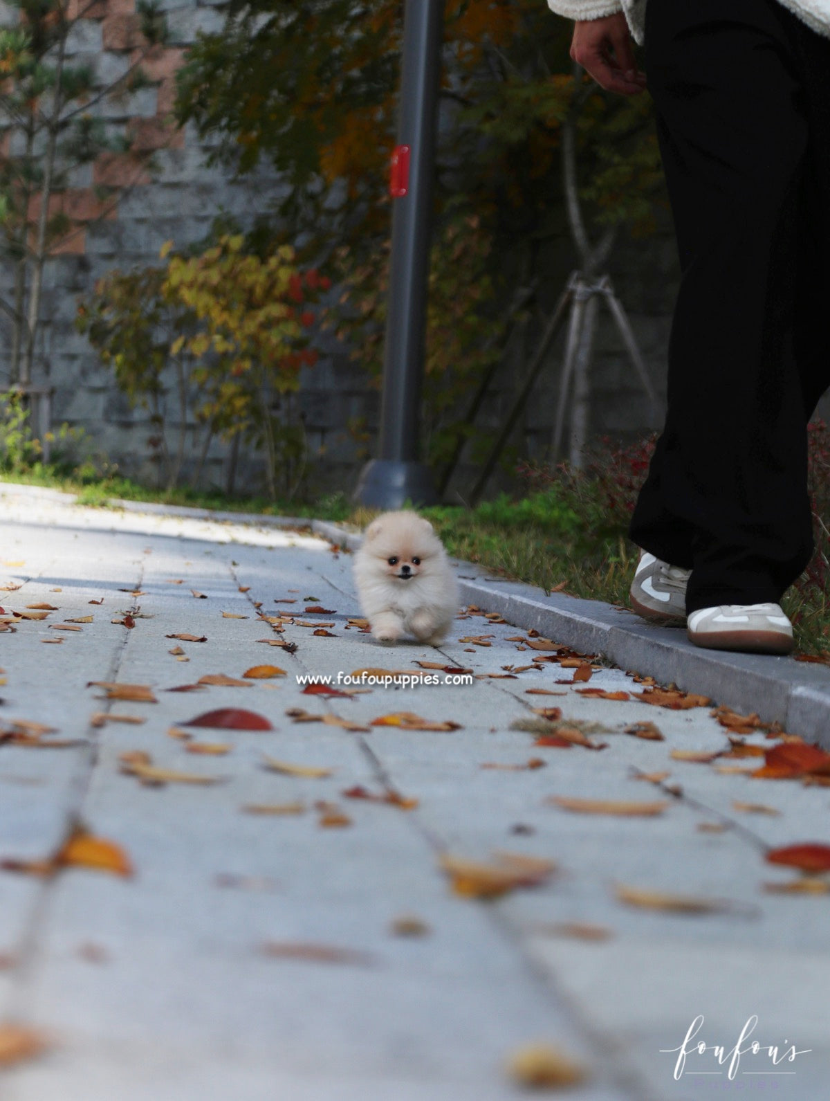 Chia - Pomeranian F.