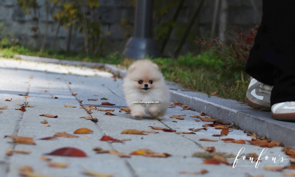 Chia - Pomeranian F.