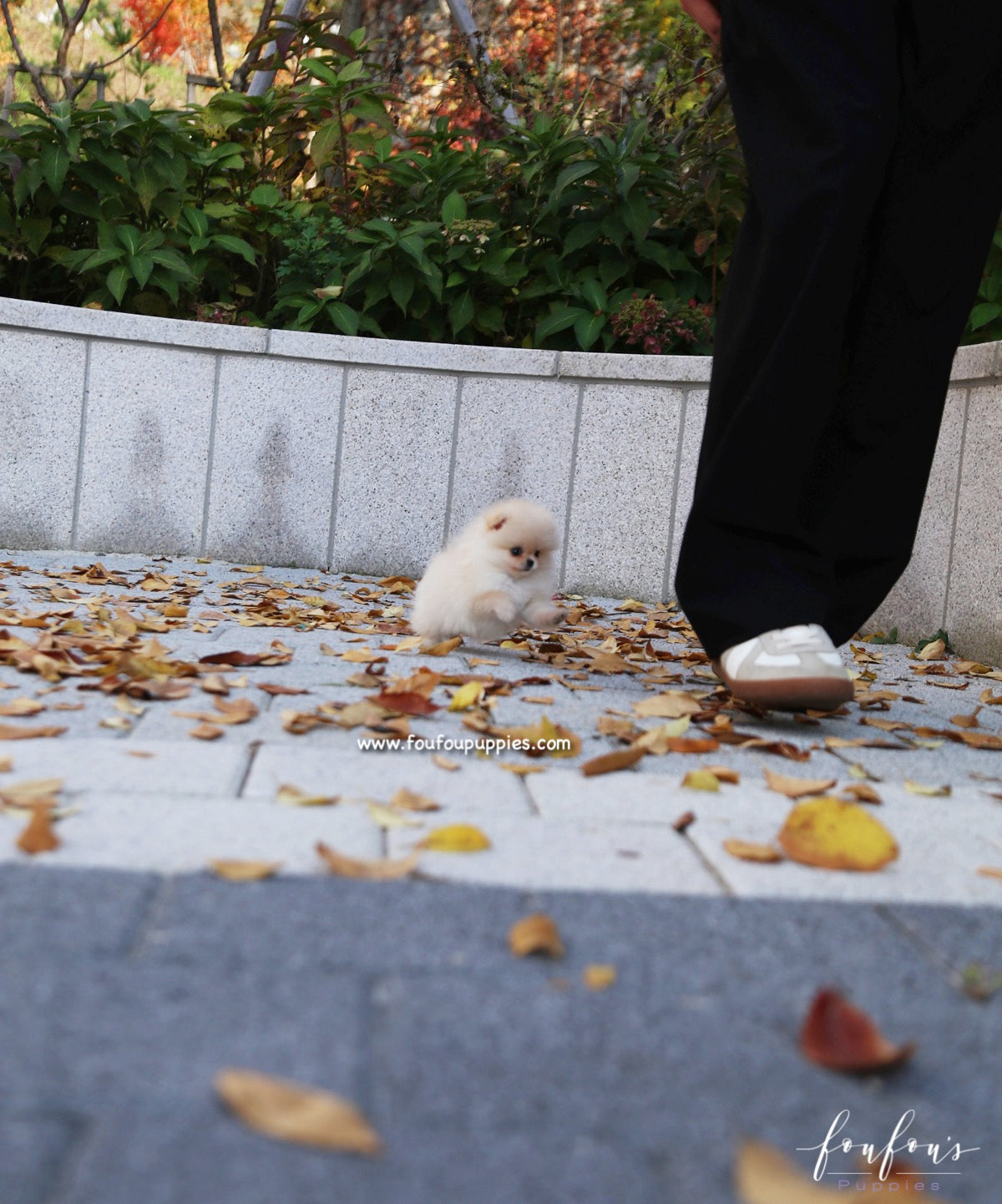 Chia - Pomeranian F.