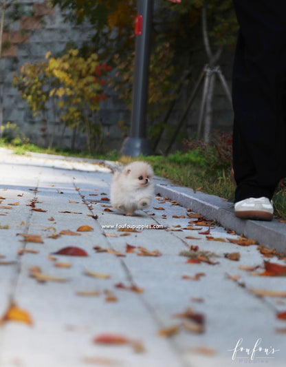 Chia - Pomeranian F.