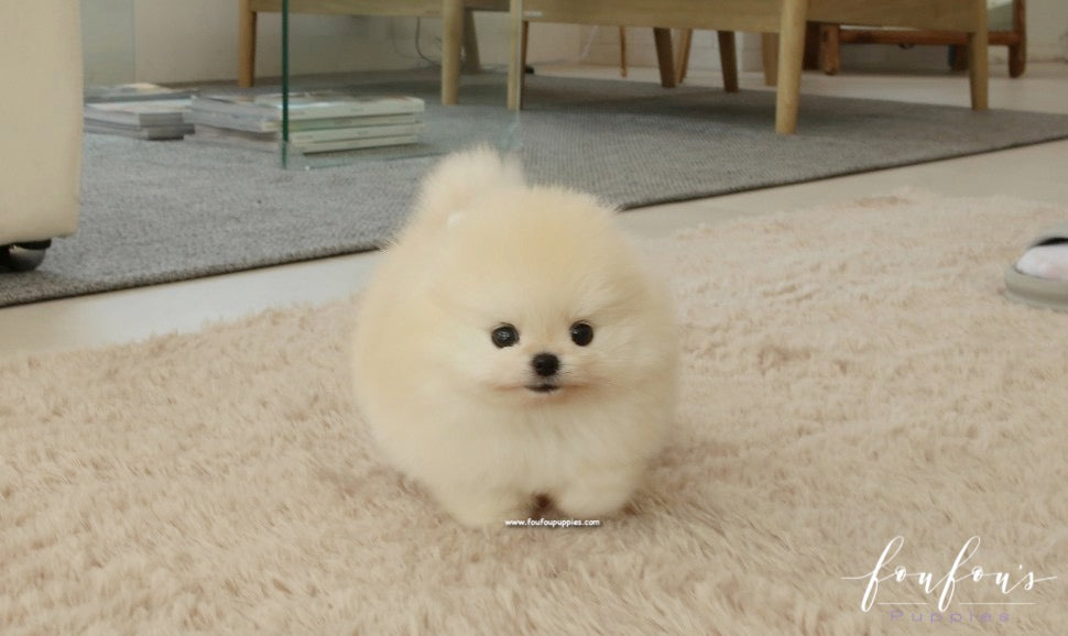 Crème Carmèl - Pomeranian F.