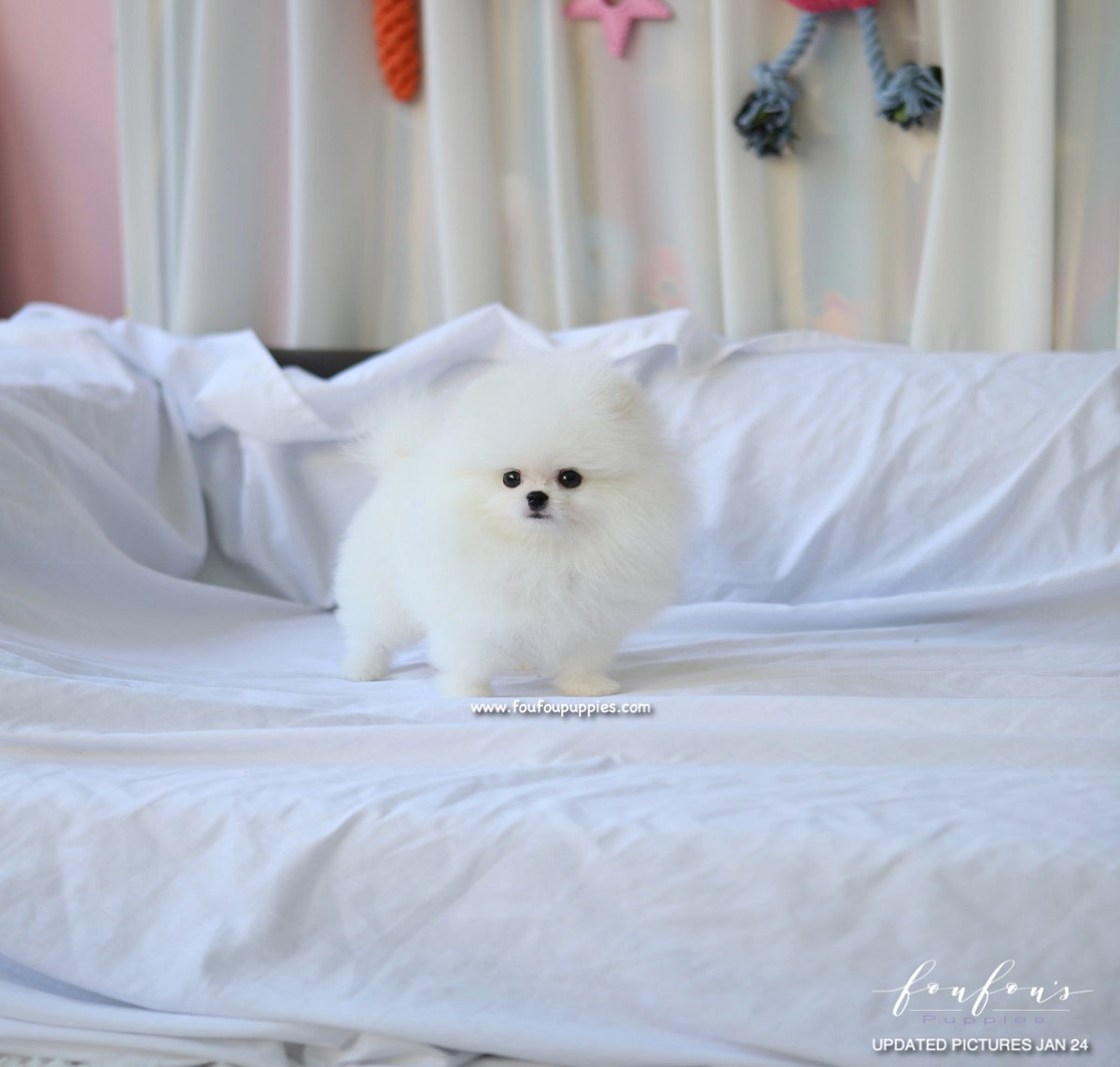 Duke - Pomeranian M.