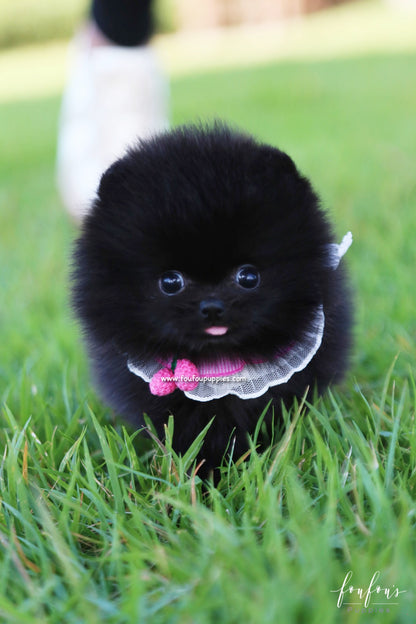 Gigi - Pomeranian F.