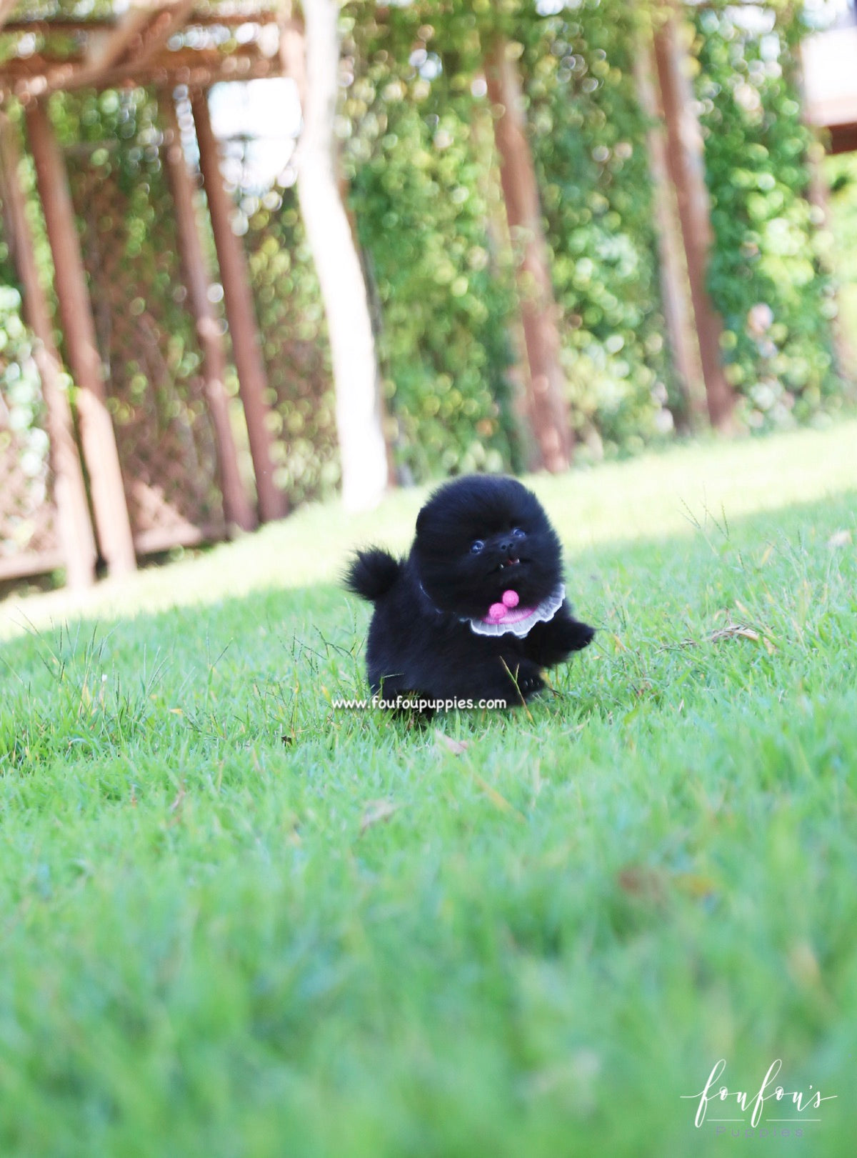 Gigi - Pomeranian F.