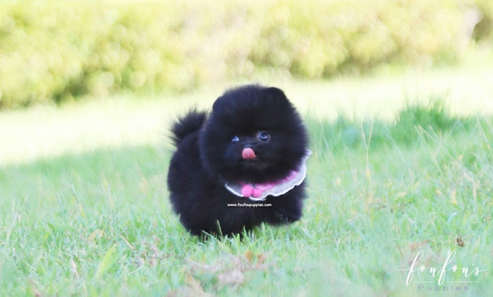 Gigi - Pomeranian F.