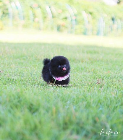 Gigi - Pomeranian F.