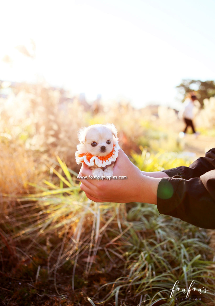 Dezi - Maltipoo F.