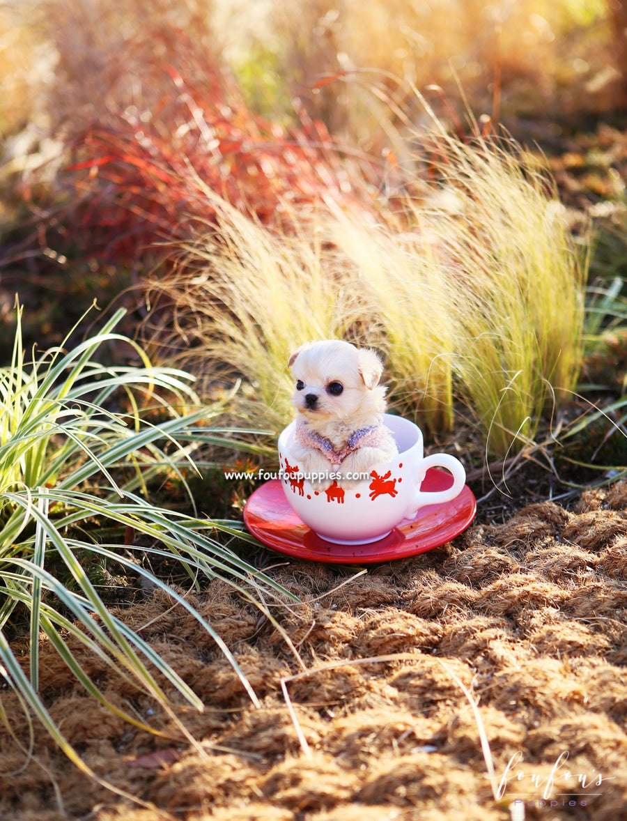 Dezi - Maltipoo F.