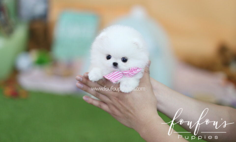 Dede - Pomeranian F.