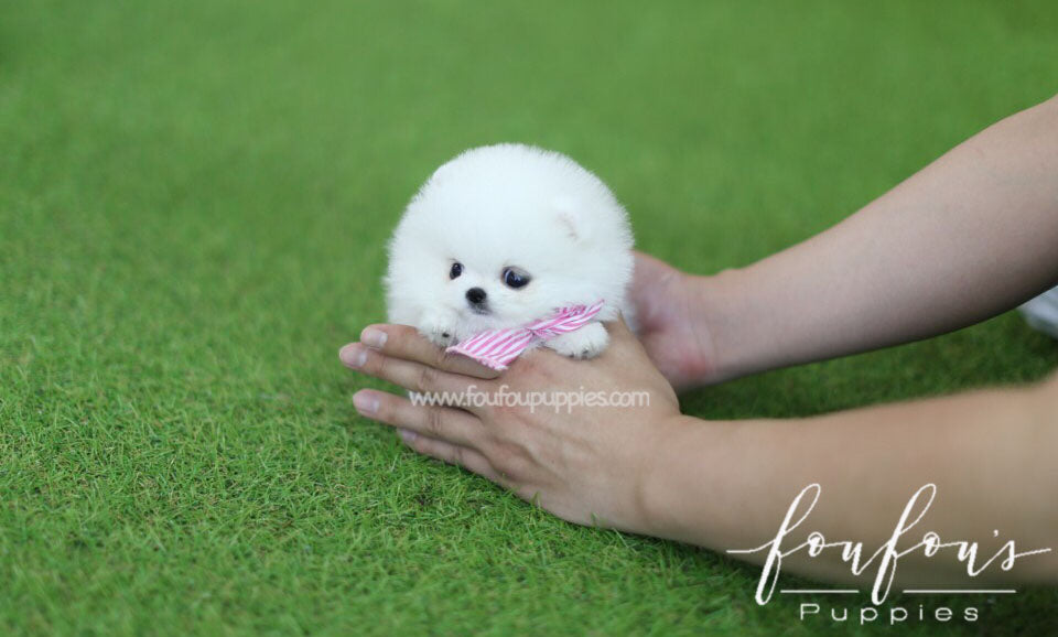 Dede - Pomeranian F.