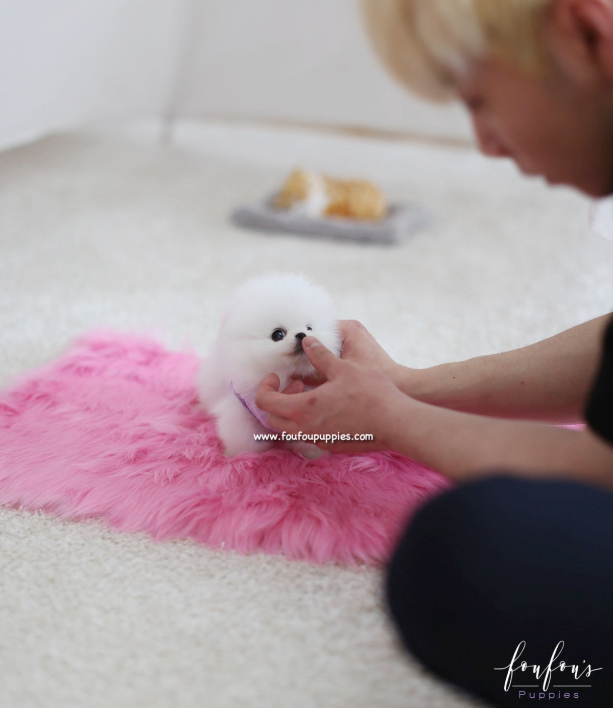 Dior - Pomeranian F.