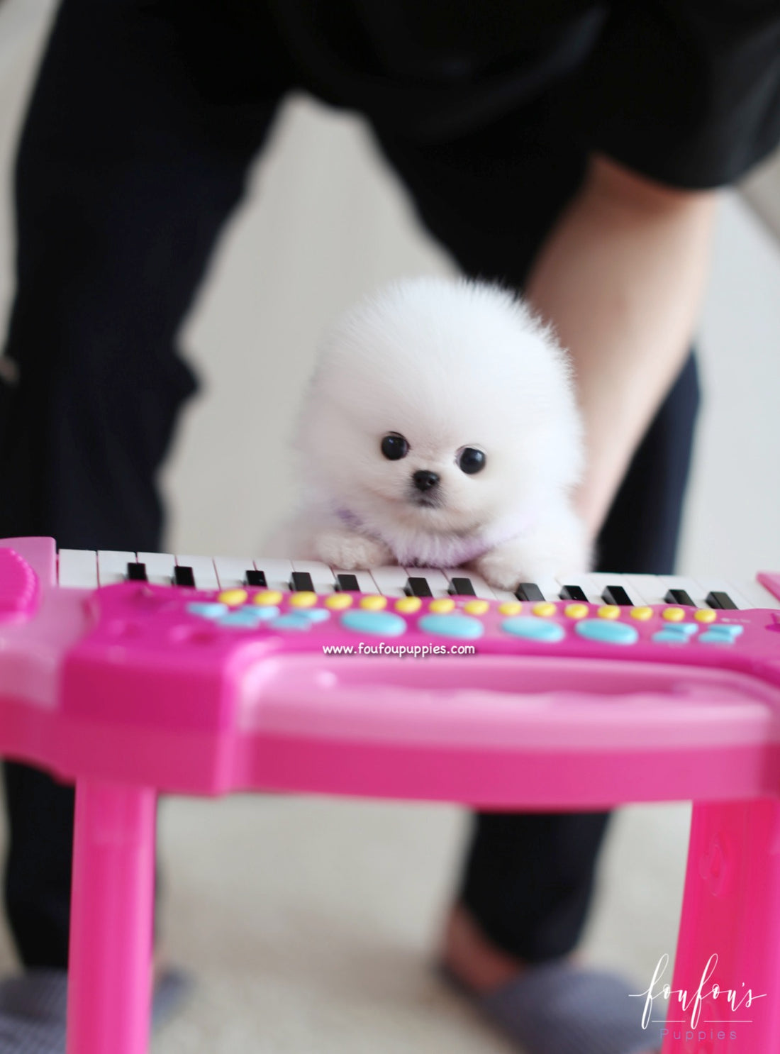 Dior - Pomeranian F.