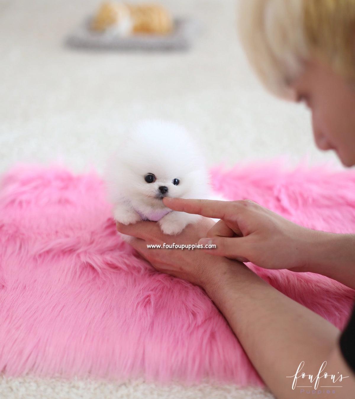 Dior - Pomeranian F.