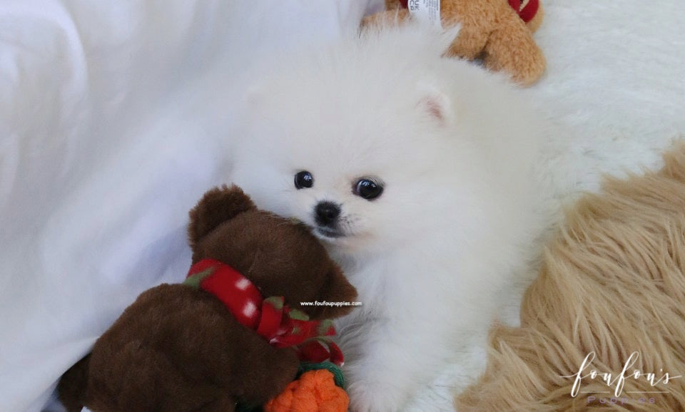 Aspen - Pomeranian F.