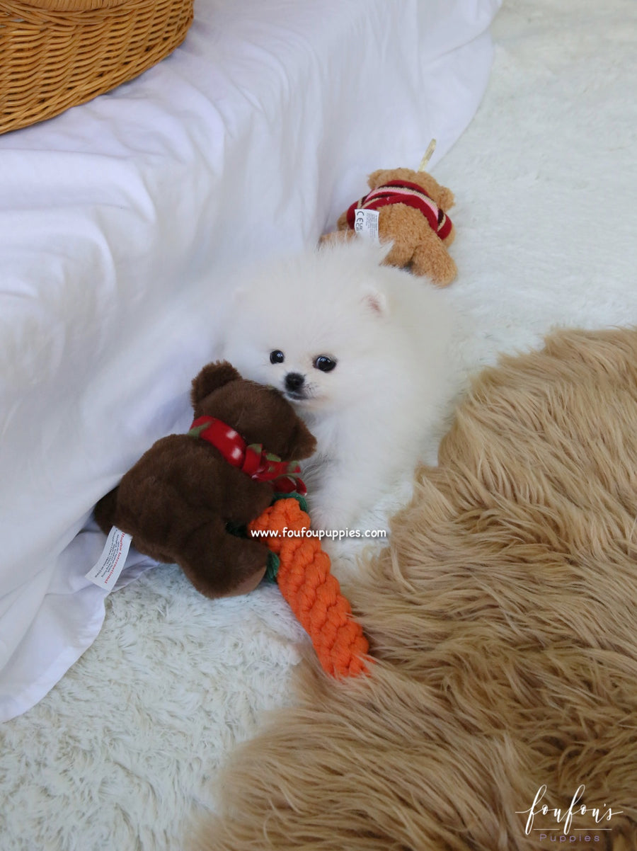 Aspen - Pomeranian F.