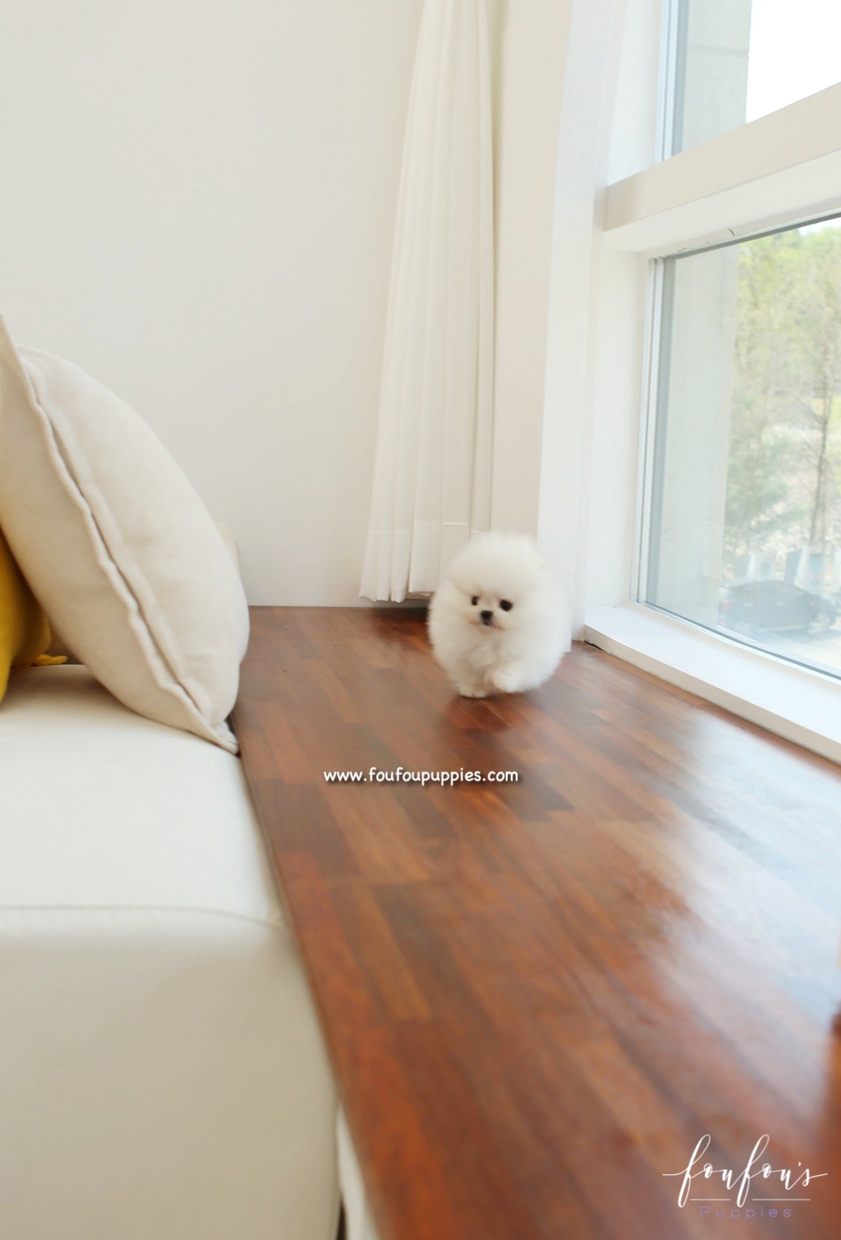 Dolce - Pomeranian F.