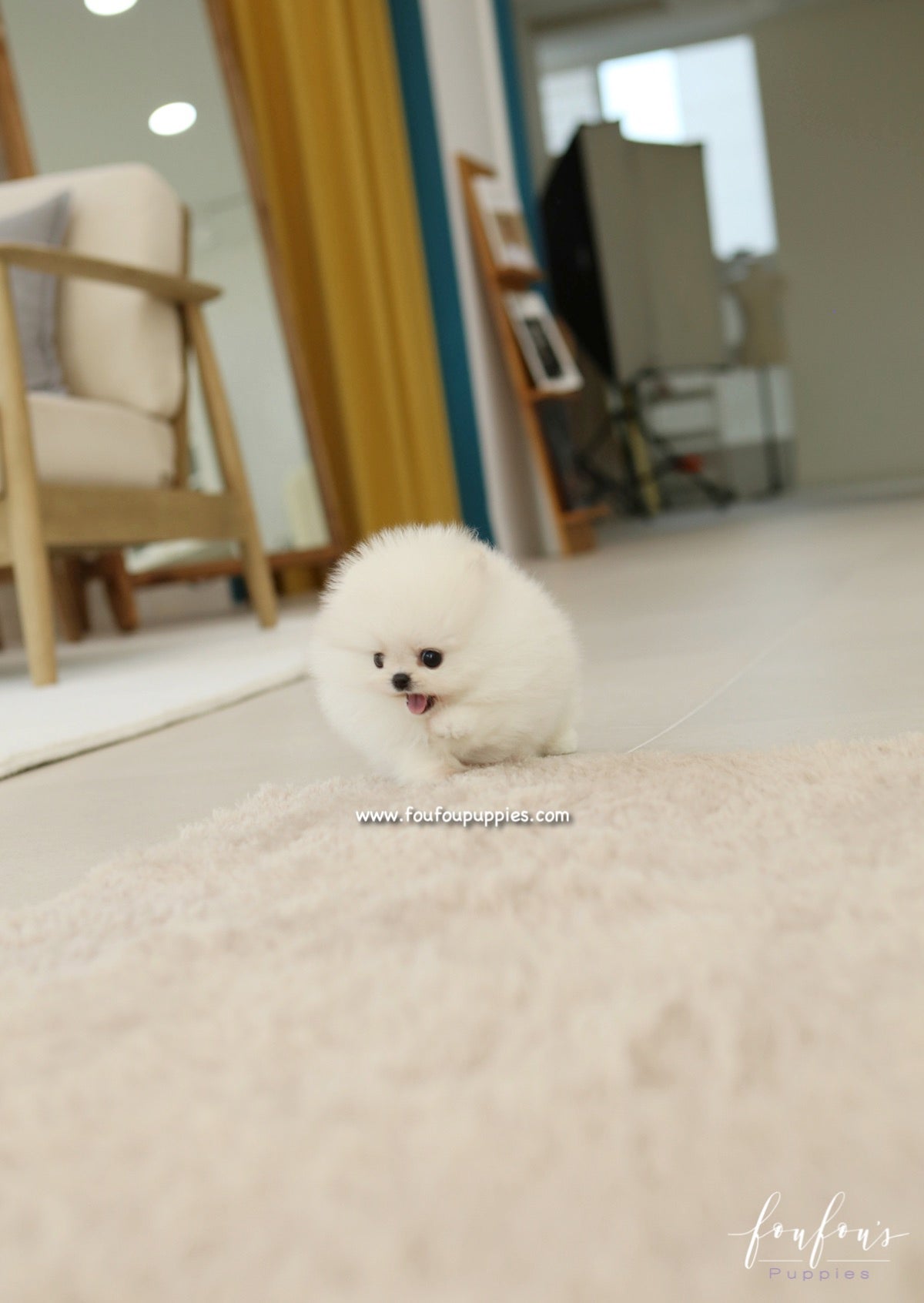 Dolce - Pomeranian F.