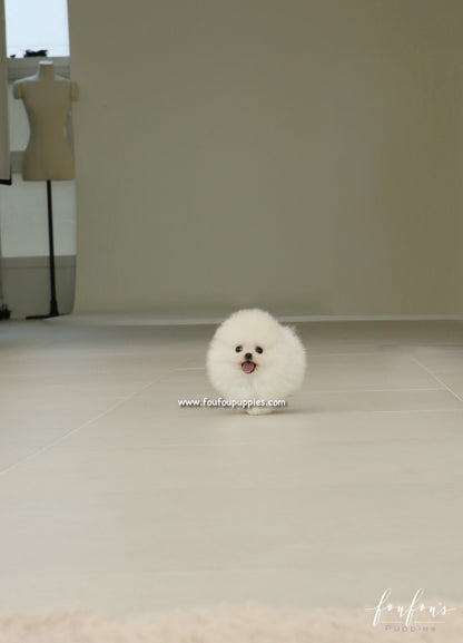 Dolce - Pomeranian F.