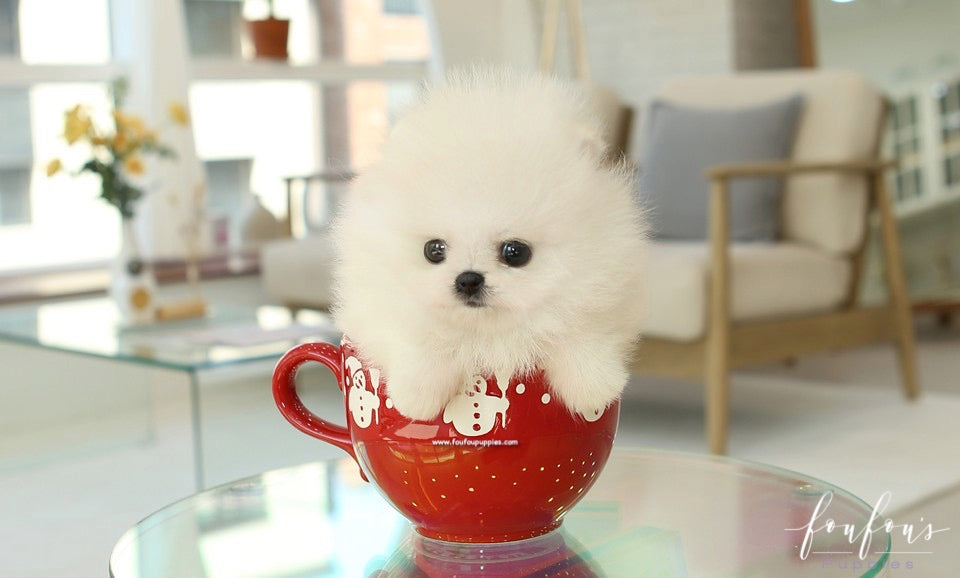 Dolce - Pomeranian F.