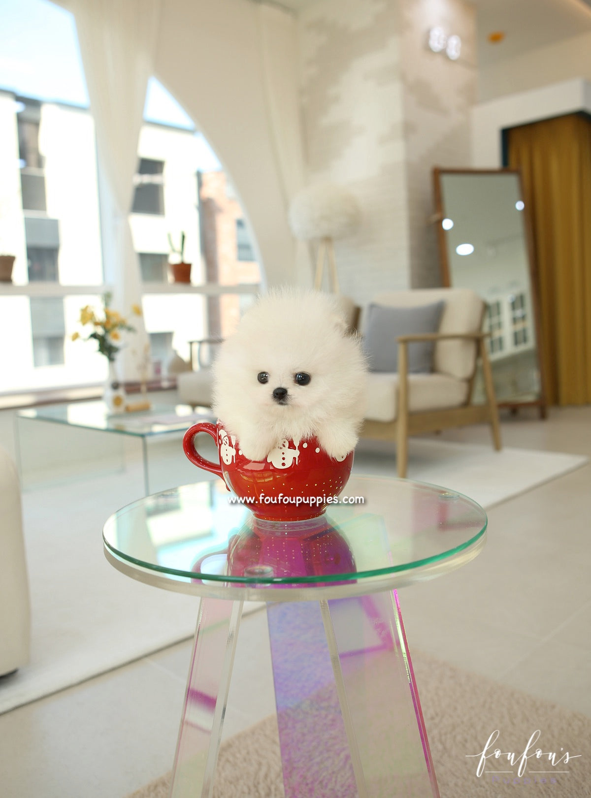 Dolce - Pomeranian F.