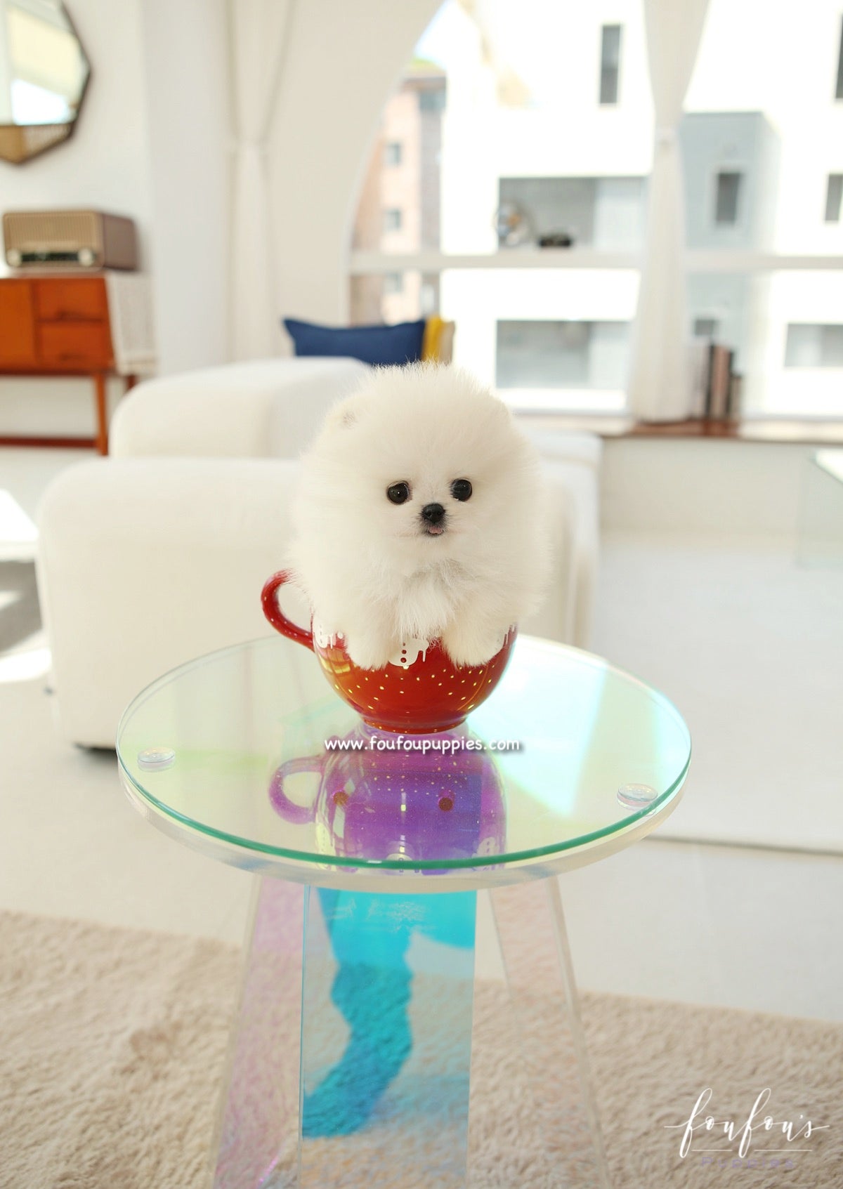 Dolce - Pomeranian F.