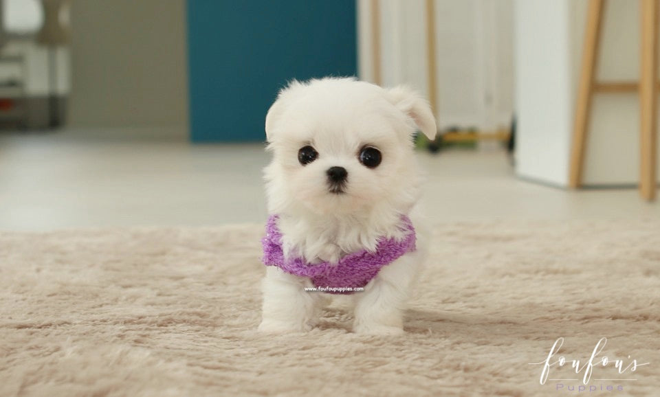 Diva - Maltese F.