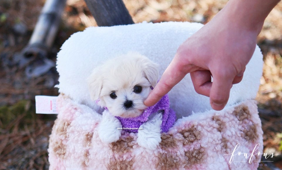 Melrose - Maltipoo F.