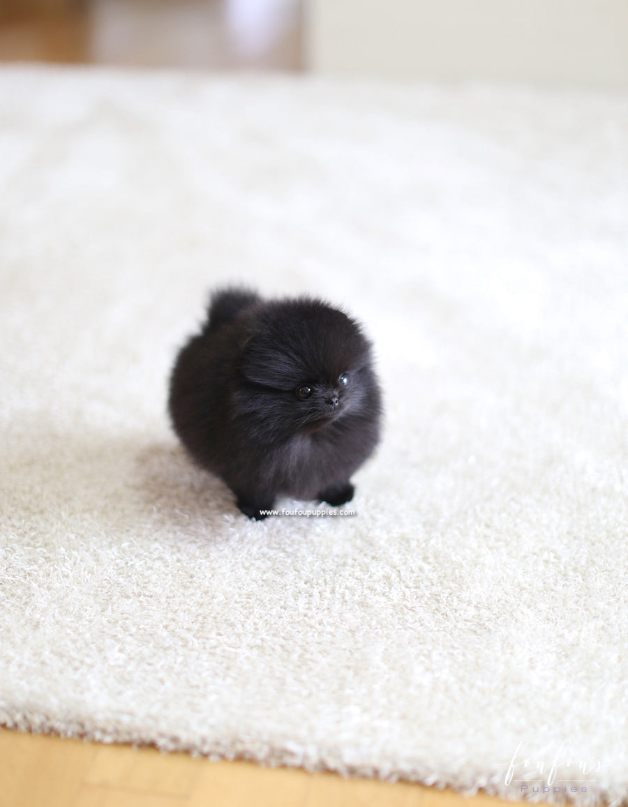 Marlo - Pomeranian M.