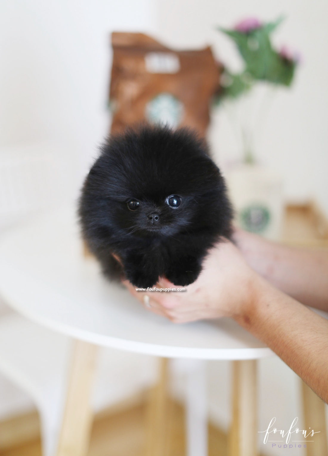 Marlo - Pomeranian M.