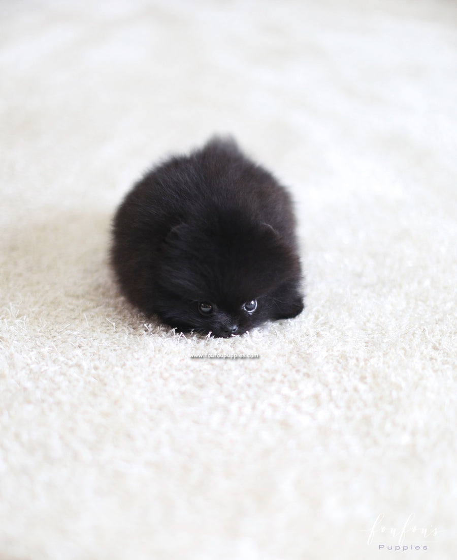Marlo - Pomeranian M.