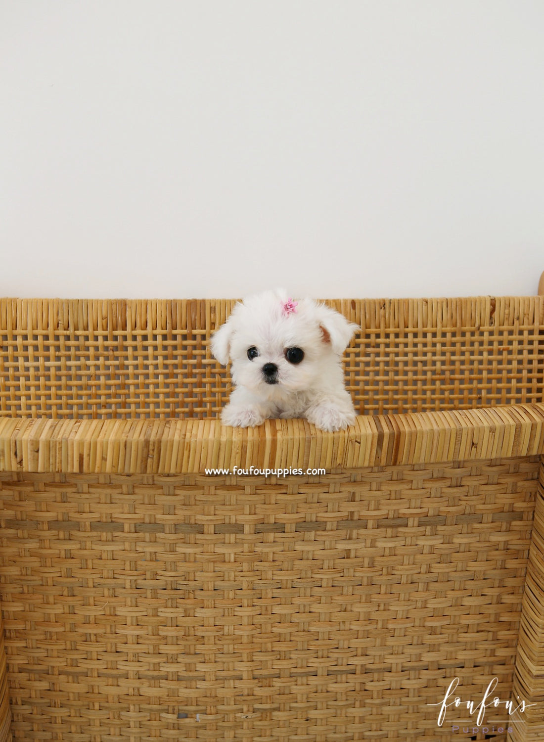 Ella - Maltese F.
