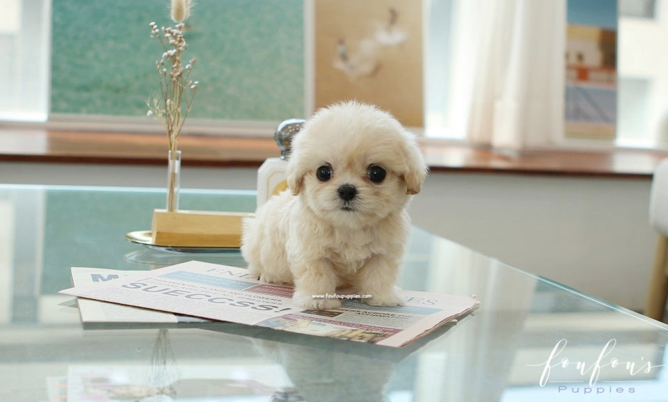 Everly - Maltipoo F.