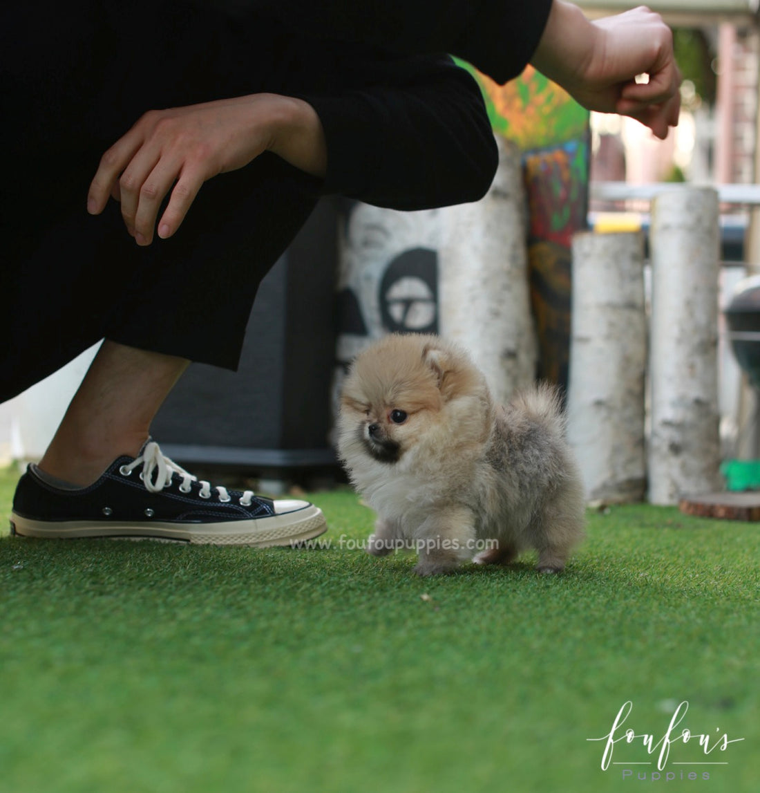 Twinkle - Pomeranian F.