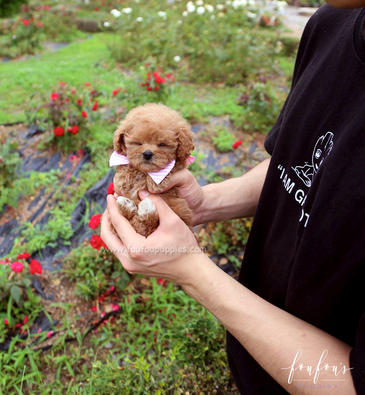 Rouge - Poodle F.