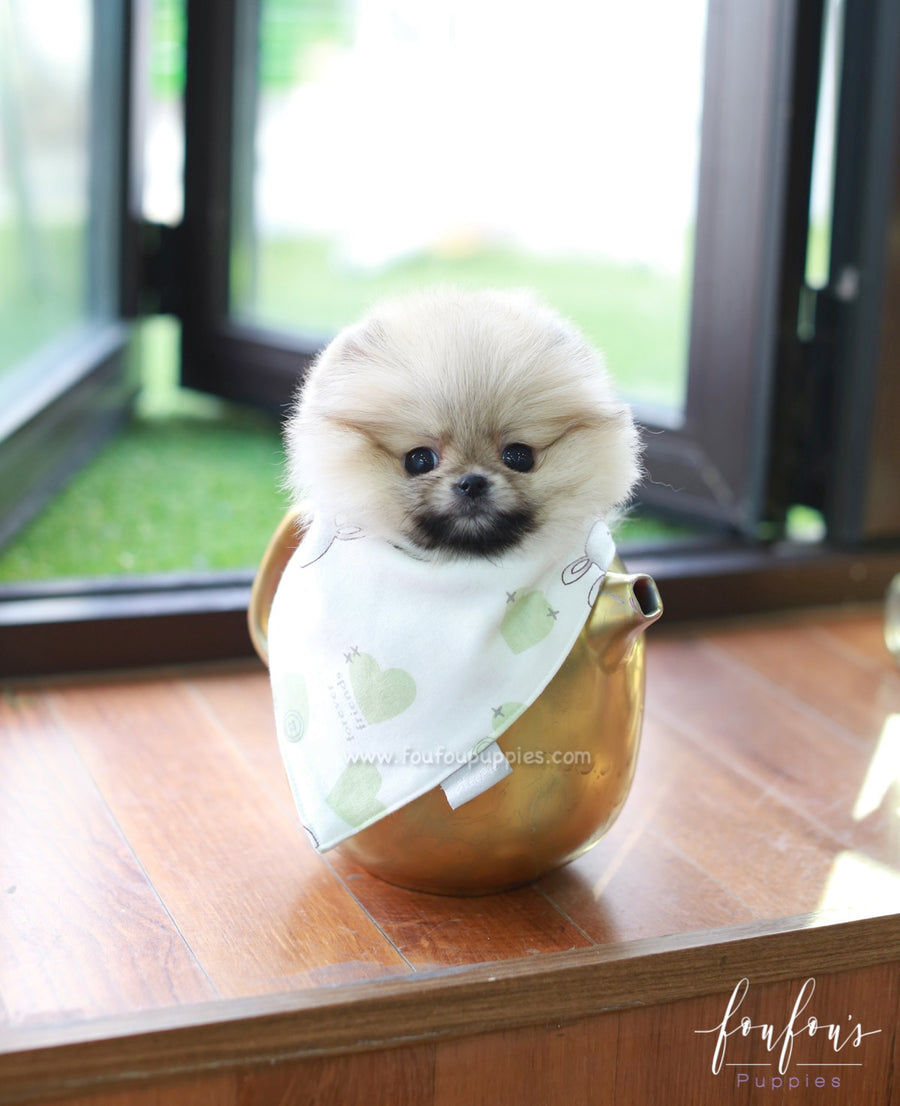 Twinkle - Pomeranian F.