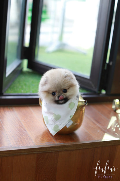 Twinkle - Pomeranian F.