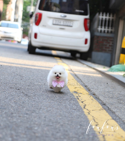 Elsa - Pomeranian F.