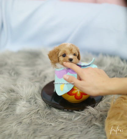 Amaya - Maltipoo F.