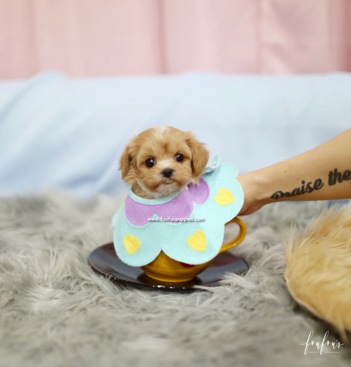 Amaya - Maltipoo F.