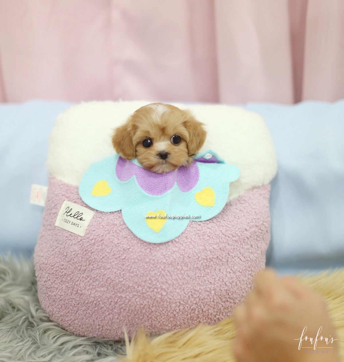 Amaya - Maltipoo F.