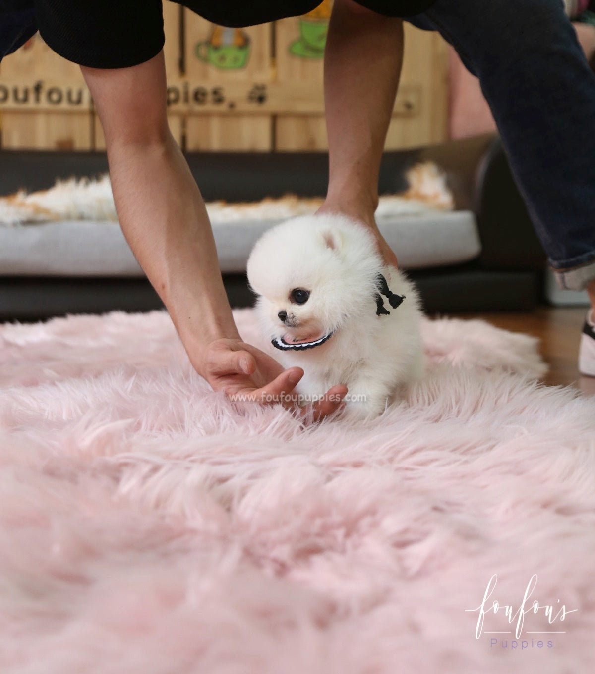 Cotton Candy - Pomeranian F.