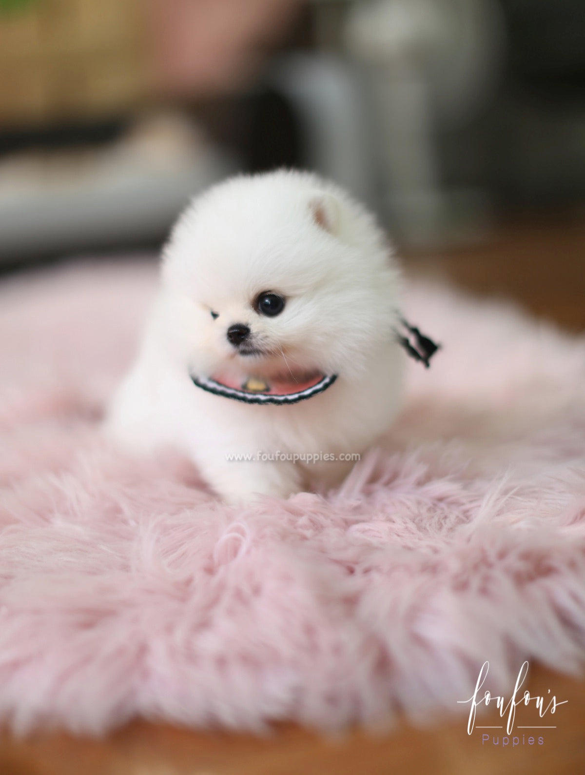 Cotton Candy - Pomeranian F.