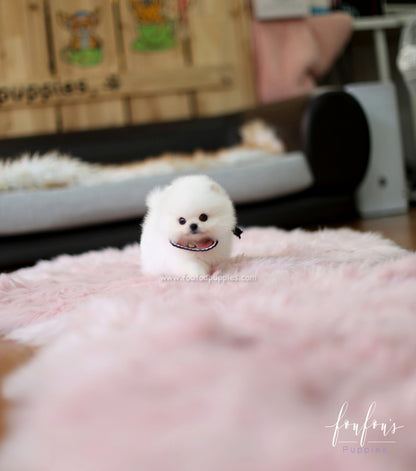 Cotton Candy - Pomeranian F.