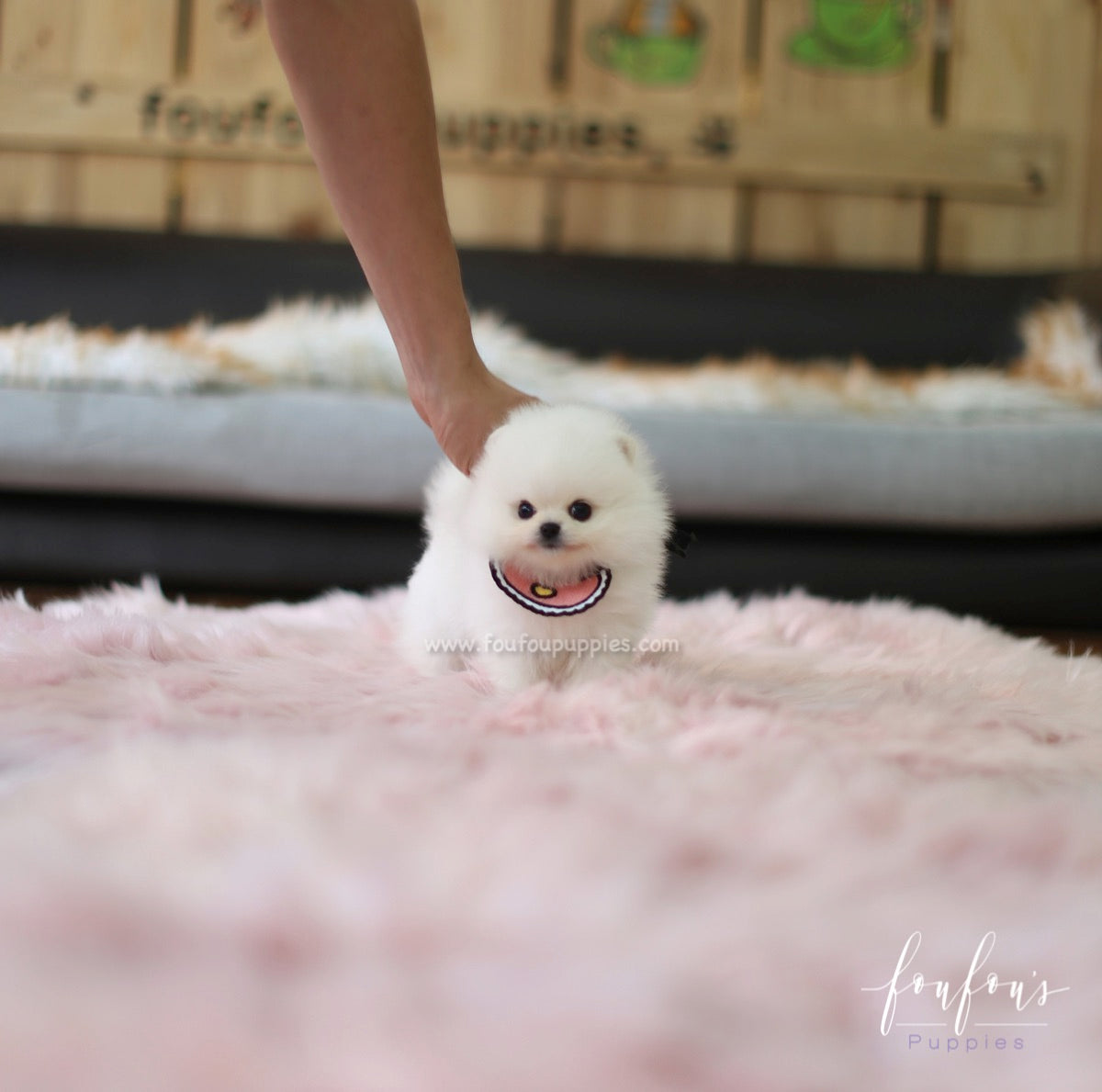 Cotton Candy - Pomeranian F.