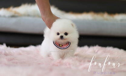 Cotton Candy - Pomeranian F.