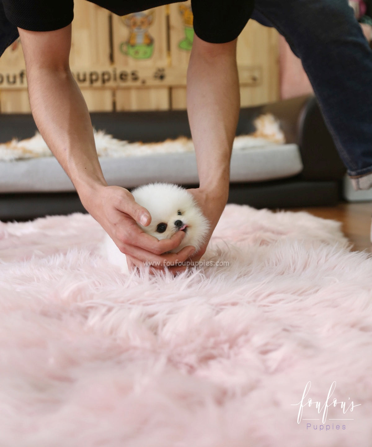 Cotton Candy - Pomeranian F.