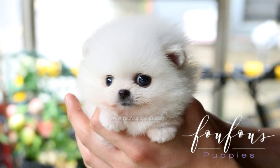 Belle - Pomeranian F.