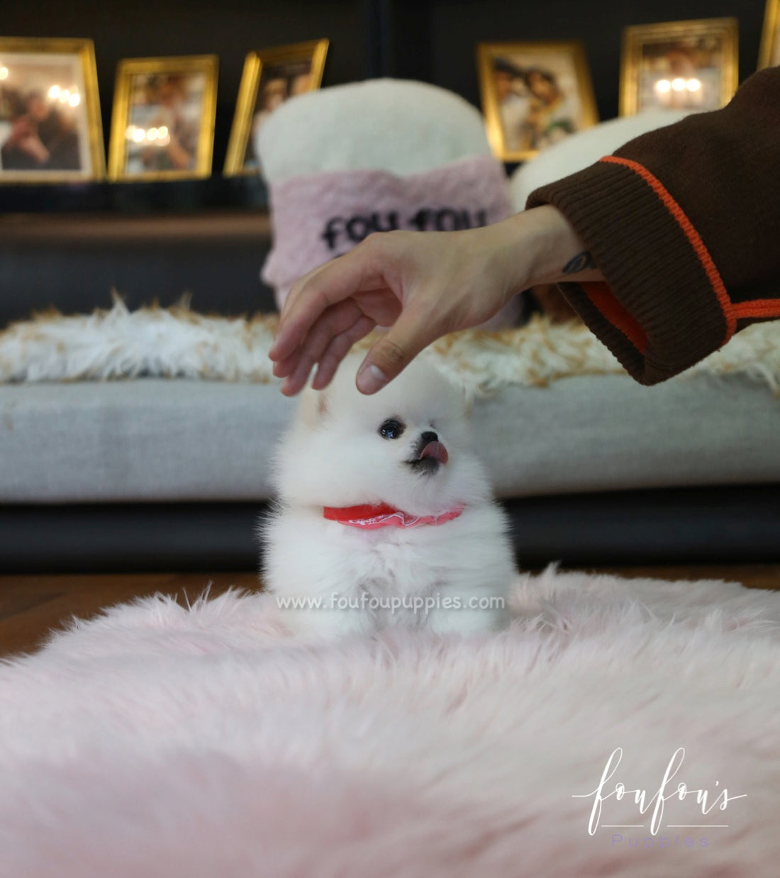 Angel - Pomeranian F.