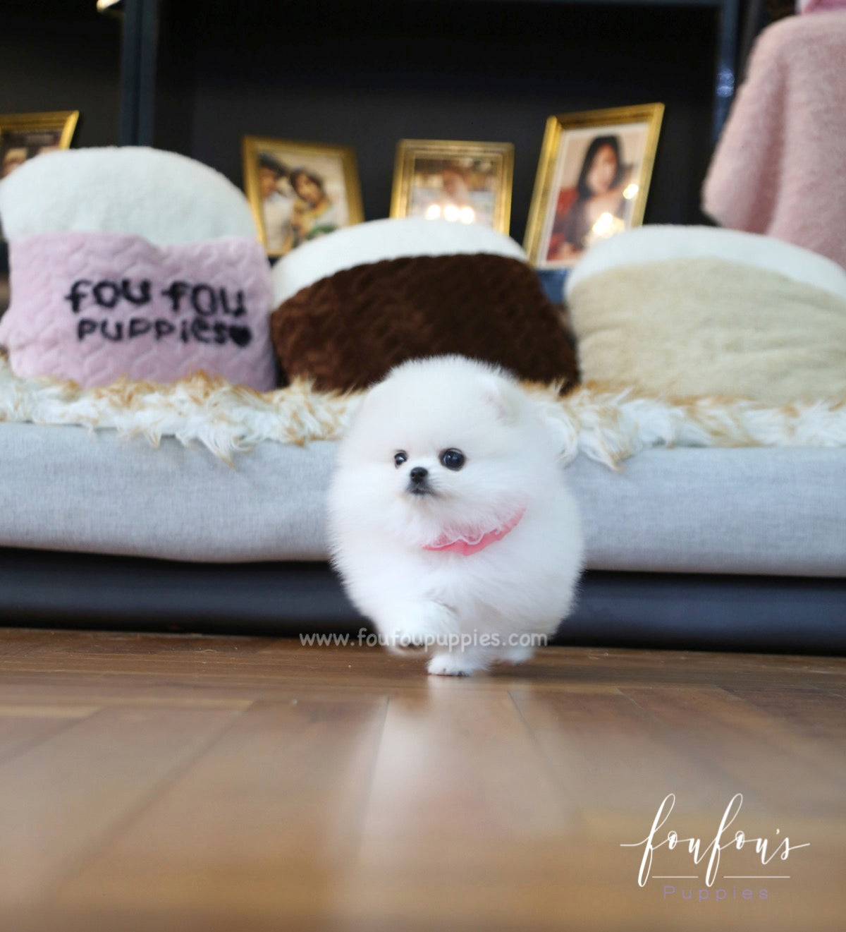 Angel - Pomeranian F.