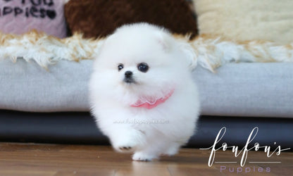 Angel - Pomeranian F.